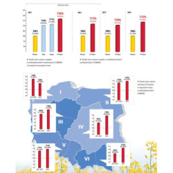 250546- Rzepak ozimy SY Polana F1 1,5mln Syngenta - nasiona