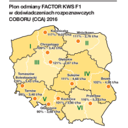 Rzepak ozimy FAKTOR F1 KWS 3ha - nasiona rzepaku NOWOŚĆ