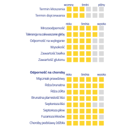 258499 Pszenica ozima Montana Nasiona Przenicy ozimej KWS