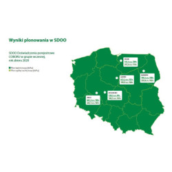 Nasiona kukurydzy Grot FAO 220 Smolice