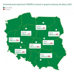 Nasiona kukurydzy Doktor FAO 220-230 Smolice