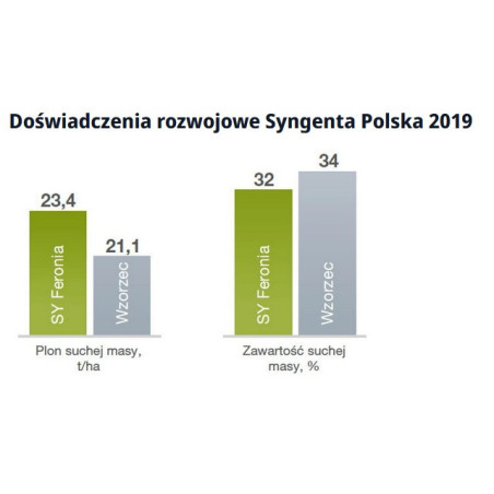 Nasiona kukurydzy Feronia FAO 250 Syngenta