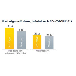 Nasiona kukurydzy Fregat FAO 260 Syngenta