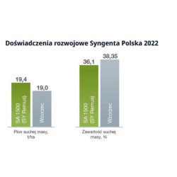 Nasiona kukurydzy SA 1500 FAO 250 Syngenta