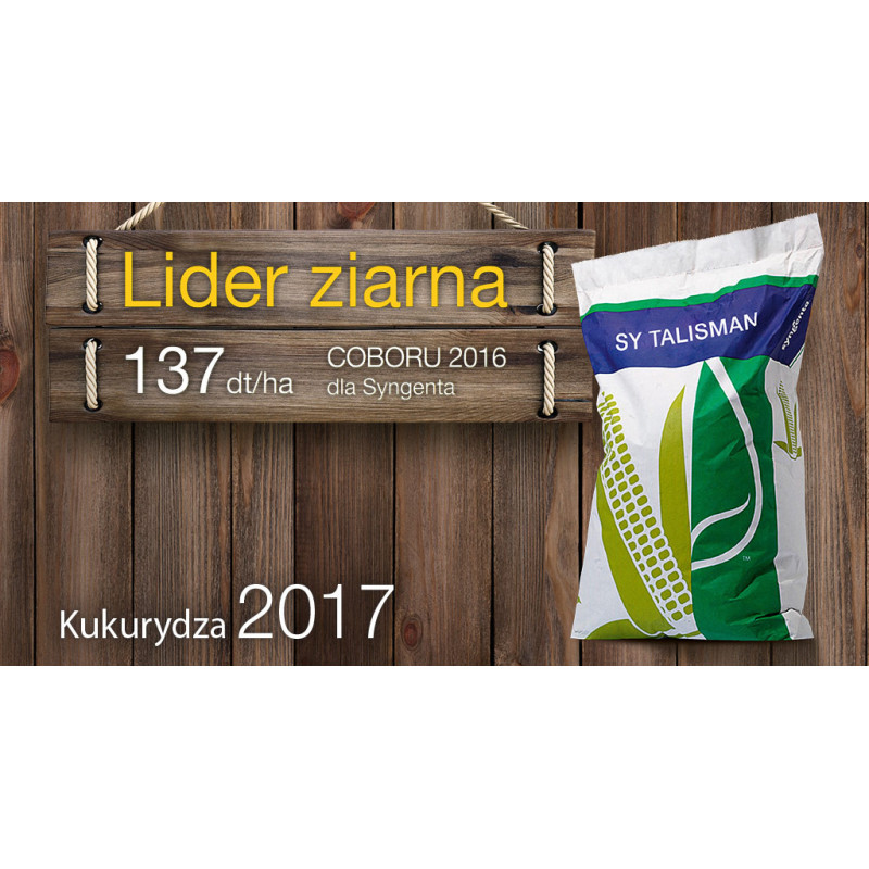 Nasiona kukurydzy SY TALISMAN TALIZMAN Syngenta FAO 220-230 - ODMIANA, KTÓRA NIGDY NIE ZAWODZI