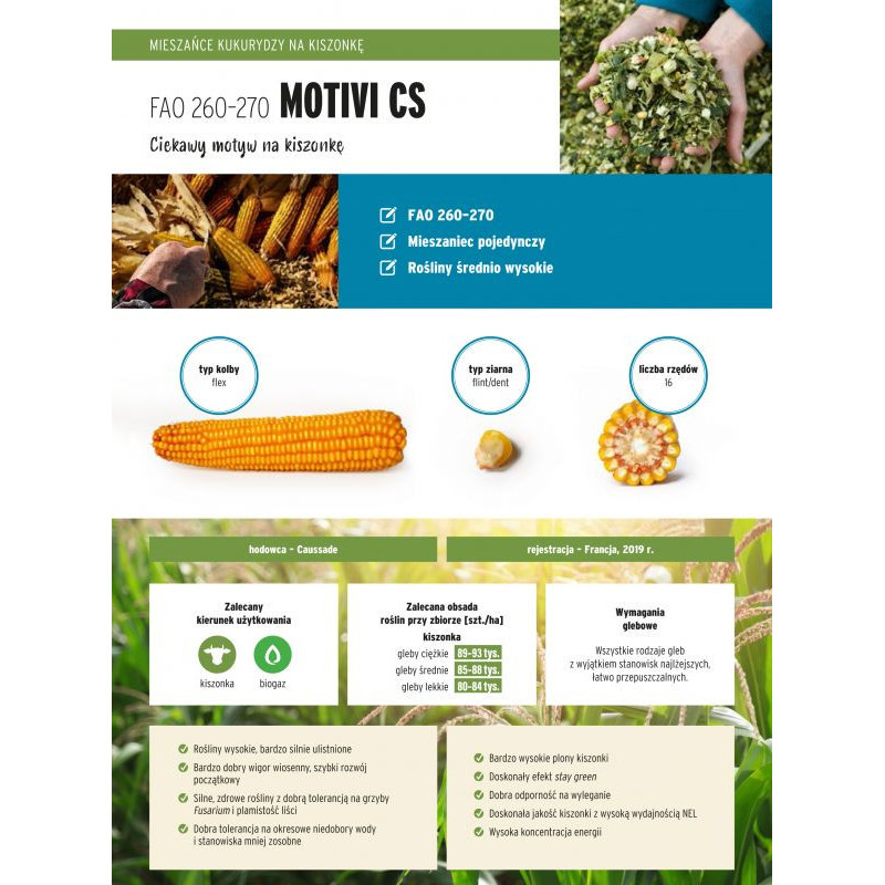 Nasiona kukurydzy Motivi CS FAO 260-270