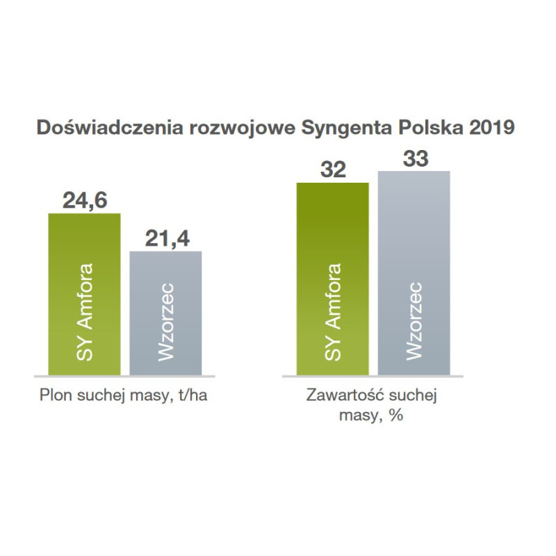 Nasiona kukurydzy Amfora FAO 260-270 Syngenta