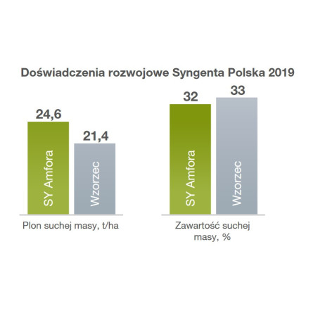 Nasiona kukurydzy Amfora FAO 260-270 Syngenta