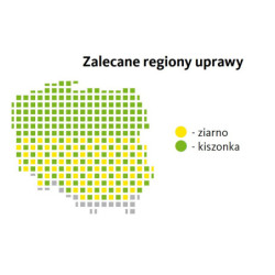 252 Nasiona kukurydzy Assunto FAO 250-260 Saatbau