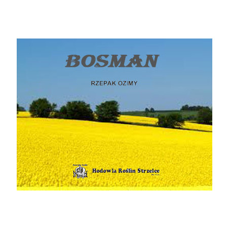 55261- Rzepak ozimy BOSMAN 3ha - nasiona rzepaku