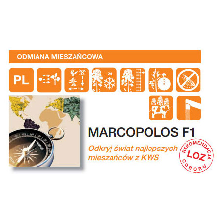 57977- Rzepak ozimy MARCOPOLOS F1 KWS 3ha - nasiona rzepaku