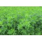 Trawa Lucerna siewna GEA 1kg