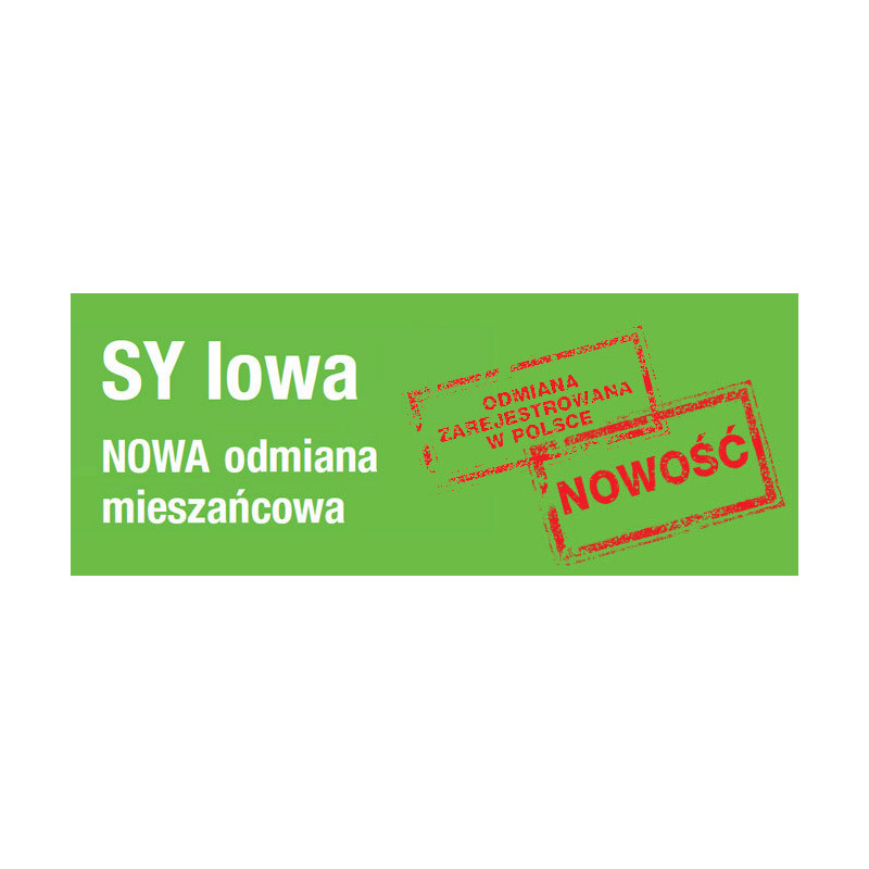 Rzepak ozimy SY IOWA  1,5mln - nasiona rzepaku NOWOŚĆ