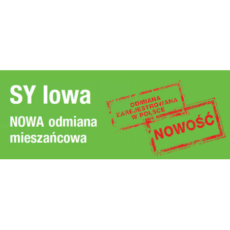 Rzepak ozimy SY IOWA  1,5mln - nasiona rzepaku NOWOŚĆ