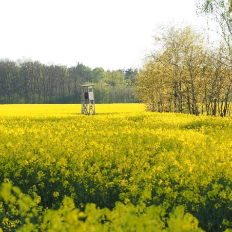 Rzepak ozimy MARLEY 1,5 ha Saatbau - nasiona rzepaku