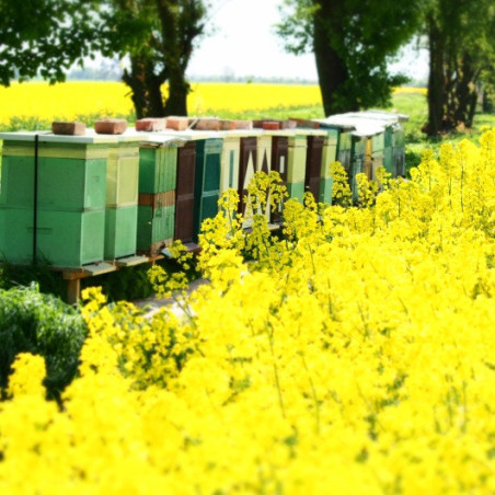 Rzepak ozimy Finley 1,5 ha  Saatbau - nasiona rzepaku