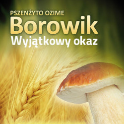 258570- Pszenżyto Ozime BOROWIK - Nasiona Pszenżyta Ozimego