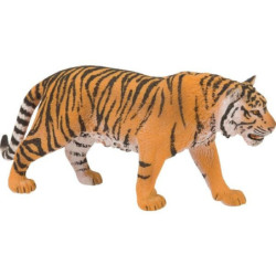 Tygrys bengalski