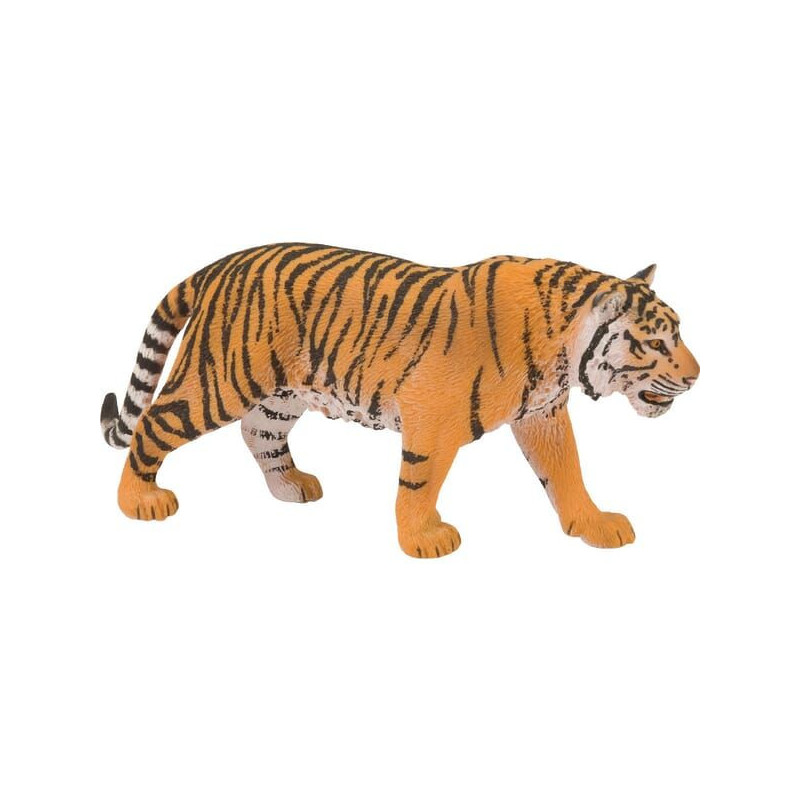 Tygrys bengalski