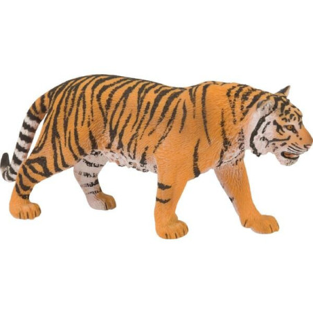 Tygrys bengalski