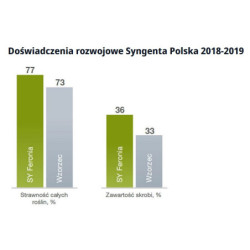 Nasiona kukurydzy Feronia FAO 250 Syngenta