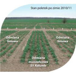 Rzepak ozimy SY KOLUMB 3ha - nasiona rzepaku