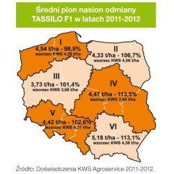 Rzepak ozimy TASSILO F1 KWS 3ha - hybryda nasiona rzepaku