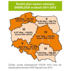 Rzepak ozimy SHERLOCK KWS 3ha - nasiona rzepaku