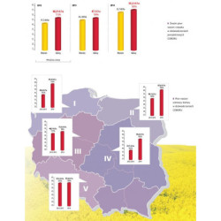 Rzepak ozimy Sidney 2,1mln Saatbau - nasiona rzepaku