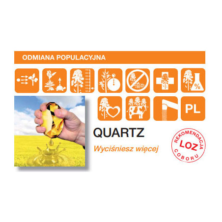 Rzepak ozimy QUARTZ KWS 3ha - nasiona rzepaku