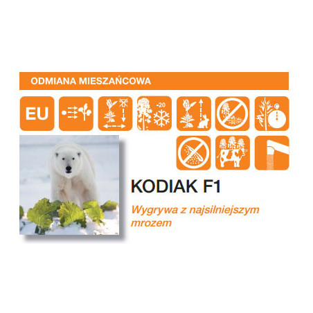 Rzepak ozimy KODIAK F1 1,5mln KWS - hybryda