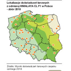 Rzepak ozimy HIMALAYA CL F1 KWS 3ha - nasiona rzepaku