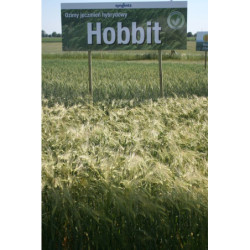 HOBBIT jęczmień hybrydowy