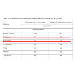 Nasiona kukurydzy SY TALISMAN TALIZMAN Syngenta FAO 220-230 - ODMIANA, KTÓRA NIGDY NIE ZAWODZI