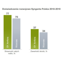 998 Nasiona kukurydzy Amfora FAO 260-270 Syngenta