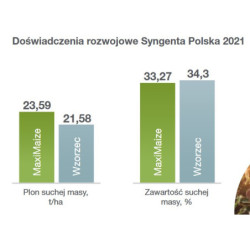 1001 Nasiona kukurydzy MaxiMaize SY 250W FAO 250-260 Syngenta