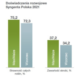 1001 Nasiona kukurydzy MaxiMaize SY 250W FAO 250-260 Syngenta